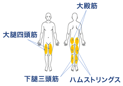 レッグエプレスで鍛える部位